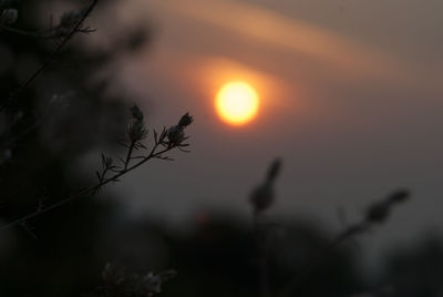 Close-up of silhouette plant against sky during sunset