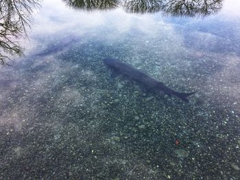 View of fish swimming in sea