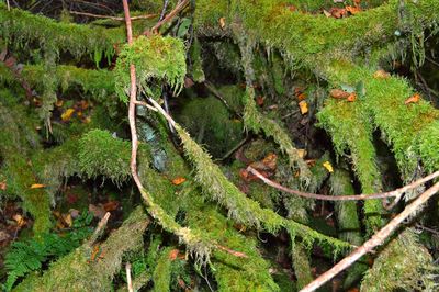 Close-up of moss growing on tree