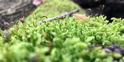 Close-up of grass on field