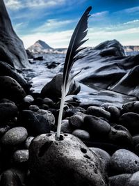 Close-up of feather on rock