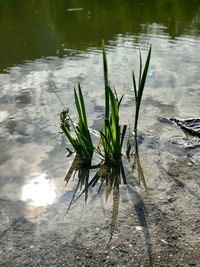 High angle view of plant in lake