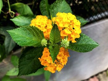 Close-up of yellow flowering plant