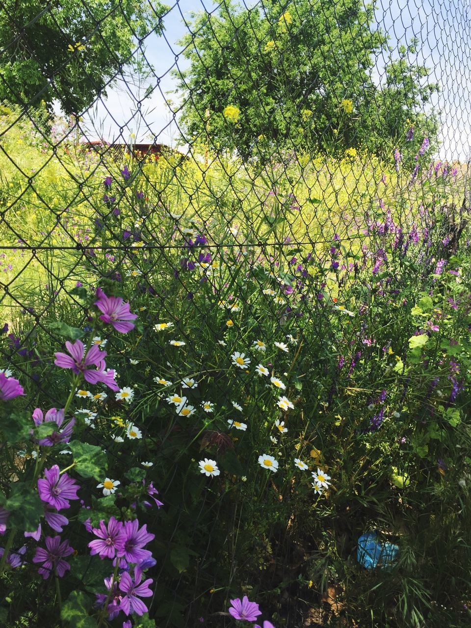 plant, flowering plant, flower, growth, beauty in nature, freshness, vulnerability, fragility, nature, day, tree, no people, close-up, fence, green color, pink color, outdoors, sky, barrier, purple, flower head