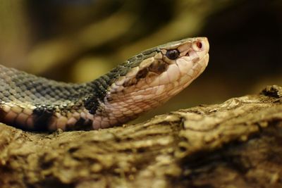 Close-up of lizard on leaf