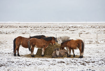 Icelandic horses standing on field in snowy winter landscape