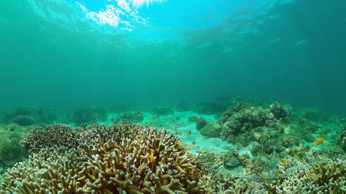 Tropical fishes and coral reef underwater. hard and soft corals, underwater landscape. 