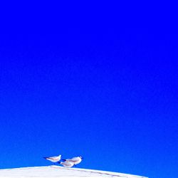 Low angle view of birds against clear blue sky