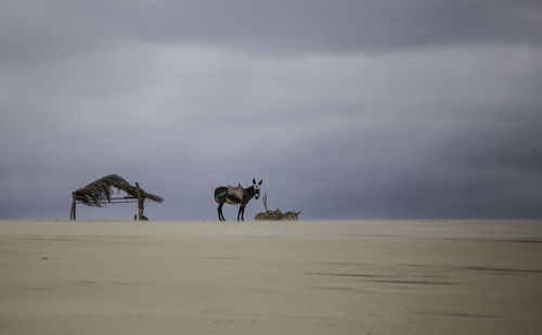Scenic view of desert against sky