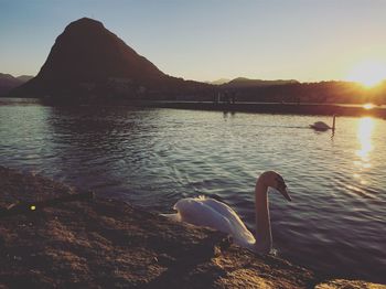 Swan swimming in lake during sunset