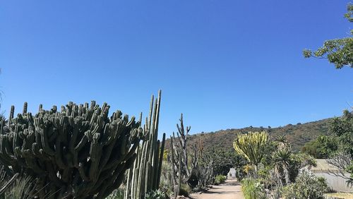 Plants growing on land against clear blue sky