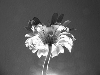 Close-up of white flower against wall