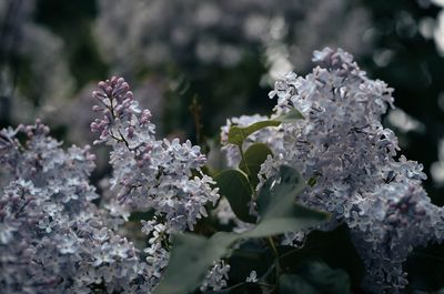 Close-up of flowers blooming on tree