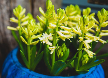 Close-up of potted plant