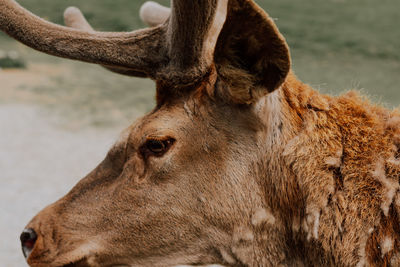 Close-up of horse