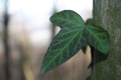 Close-up of leaf on tree trunk against wall