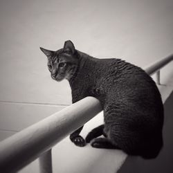Close-up portrait of cat sitting