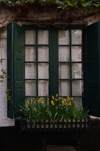 Plants growing on window. city of antwerp, belgium