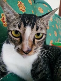 Close-up portrait of a cat