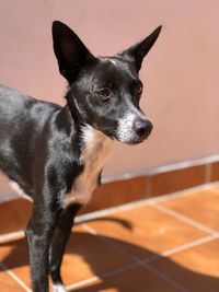 Close-up of black dog looking away