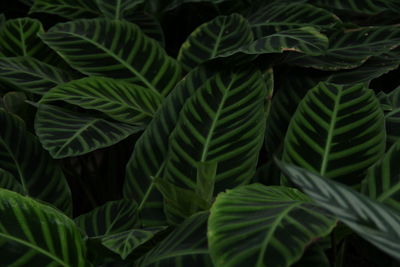 Full frame shot of fresh green leaves