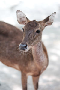 Close-up of deer standing on field