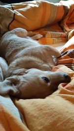 Close-up of dog relaxing at home