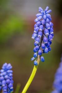 Close-up of purple flowering plant