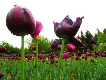 Close-up of pink flowers blooming in field
