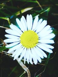 Close-up of white daisy blooming outdoors