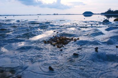 Seaweed on the beach in the evening