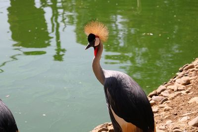 Close-up of bird in lake