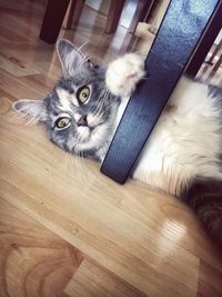 High angle view of cat lying down on floor