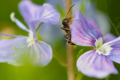 Close-up of ant on purple flower