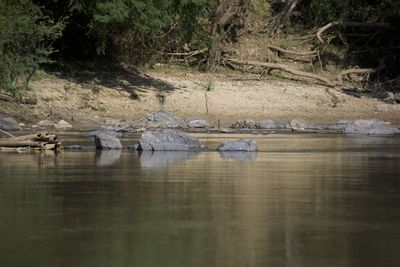 Scenic view of river by trees