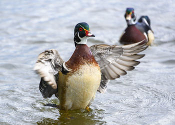 Ducks in a lake