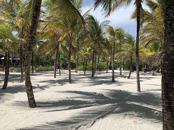 Palm trees on beach against sky