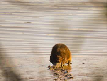 Duck in a lake