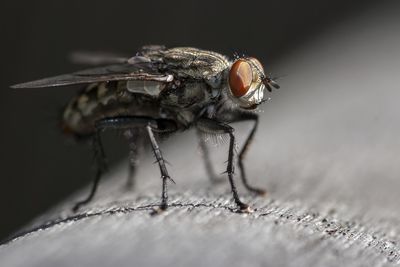 Close-up of housefly on railing