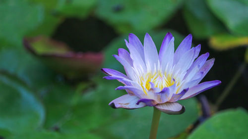 Close-up of purple water lily