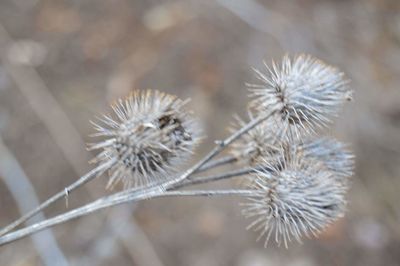 Close-up of dandelion