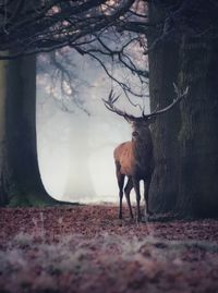 Deer in forest