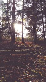 Trees in forest