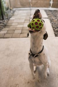 High angle view of a dog