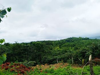 Plants growing on land against sky