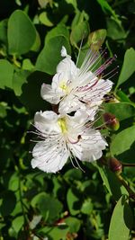 Close-up of white purple flower on plant