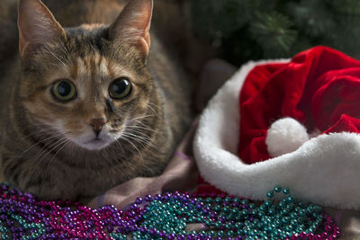 Portrait of cat with eyes closed