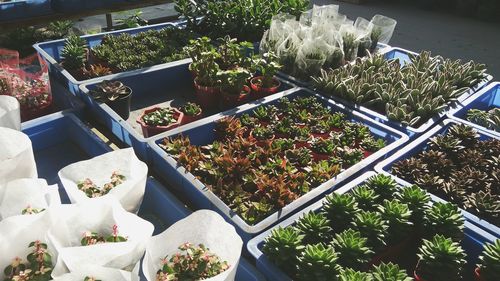 High angle view of plants