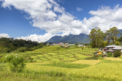 Scenic view of agricultural field against sky