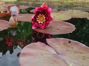 High angle view of pink flower blooming outdoors